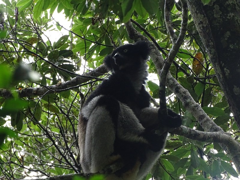 Lemur Madagascar