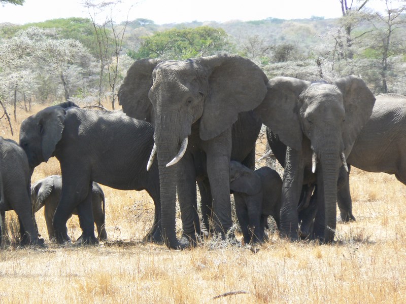 Turma Elefanti Serengeti