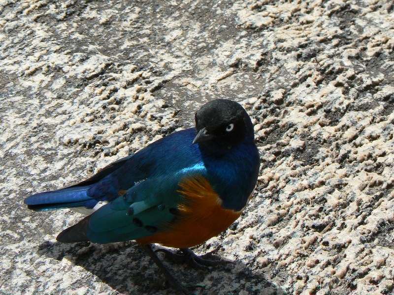Pasare Multi Colora