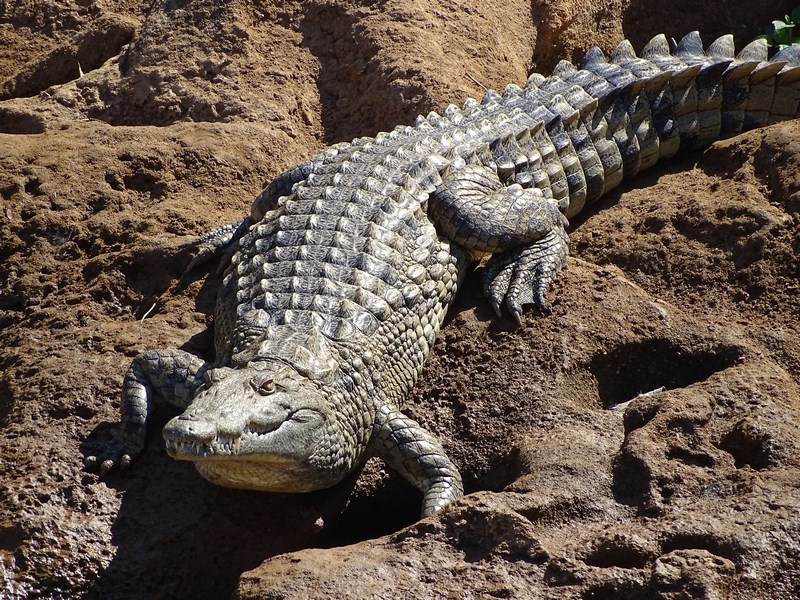 Crocodil Madagascar