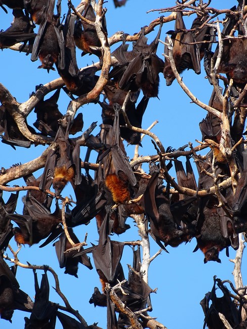 Flying Foxes