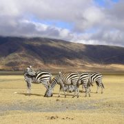Zebre Ngorongoro Tanzania