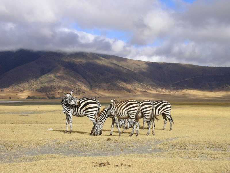 Zebre Ngorongoro Tanzania
