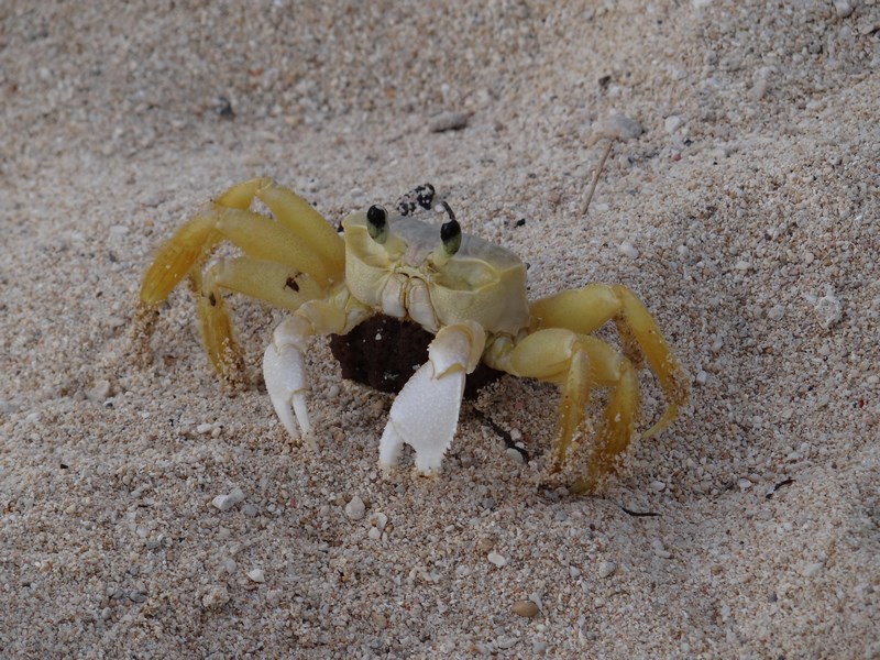 Crab