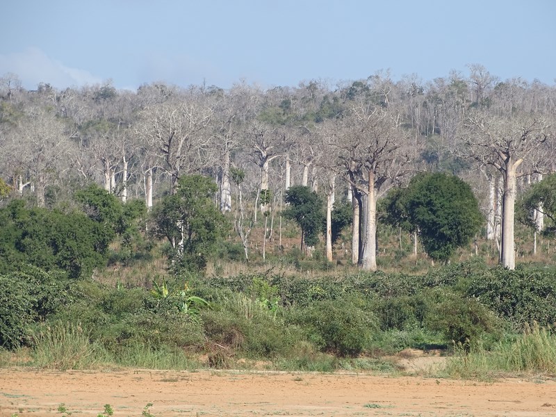 Padure Madagascar