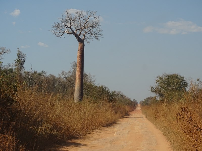 Baobab