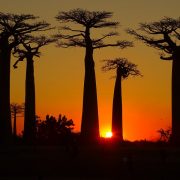 Allea Baobabilor Madagascar