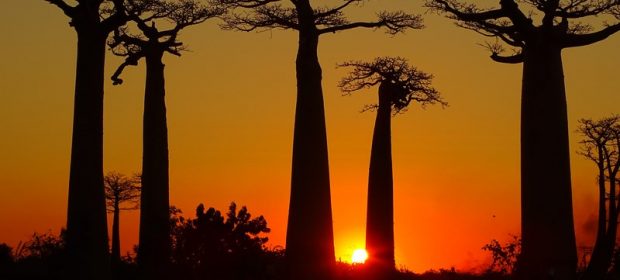 Allea Baobabilor Madagascar