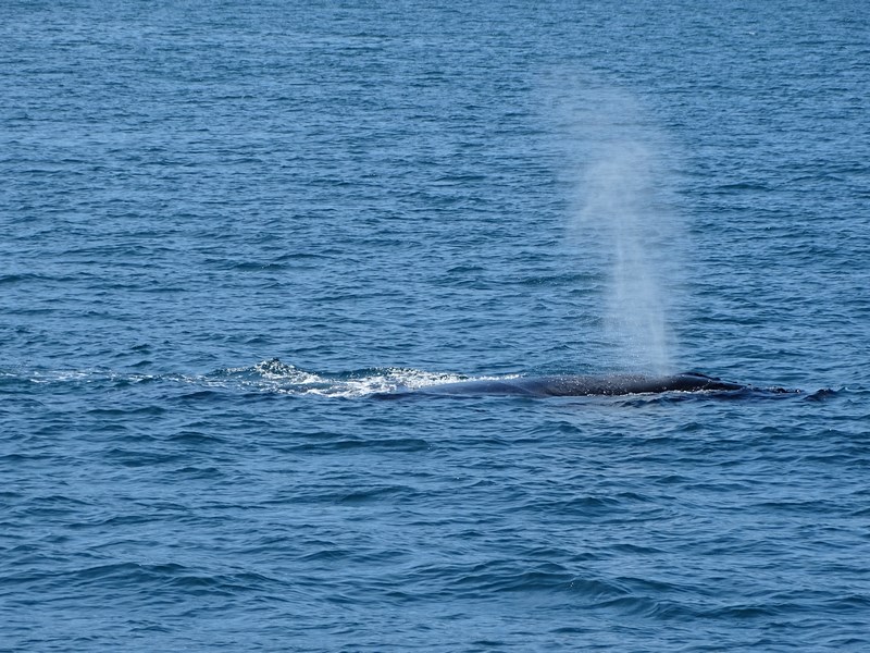 Balena Komodo