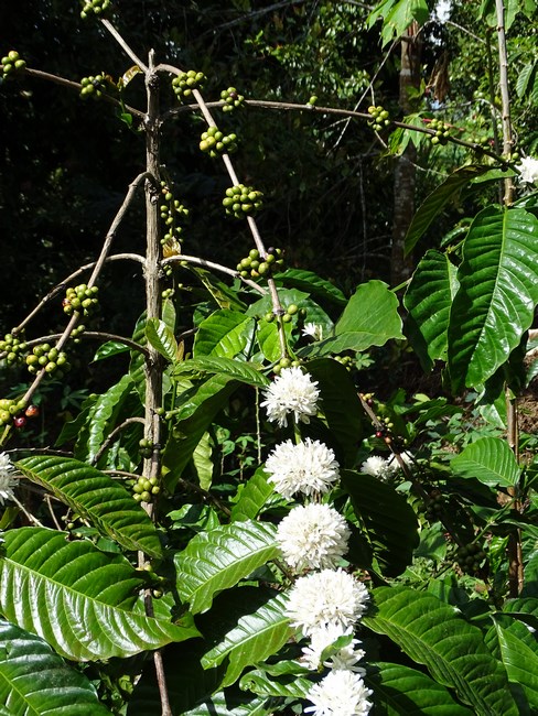 Arbore Cafea