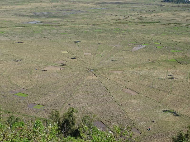Spider Fields Flores