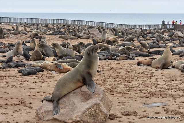 Foci Namibia