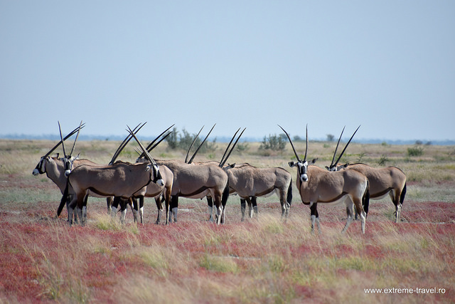 Impala