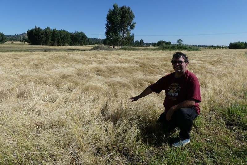. Teff Etiopia