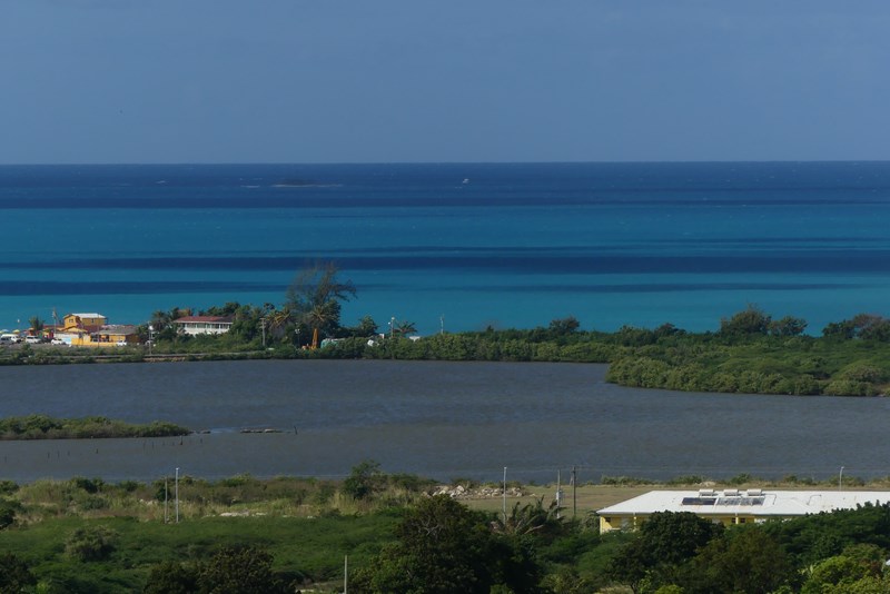 Mare in Antigua