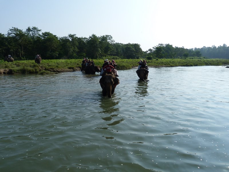 Safari Chitwan