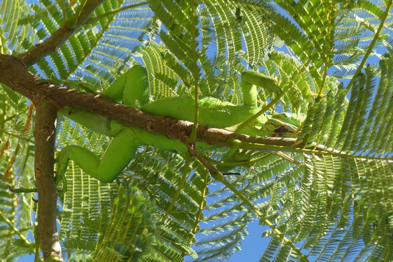 Iguana