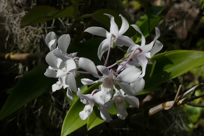 Flori Nevis