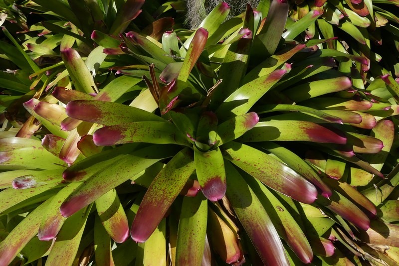 Flora Nevis