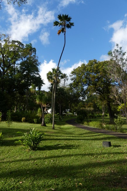 Kingstown Botanical Garden