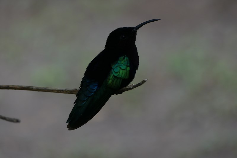colibri
