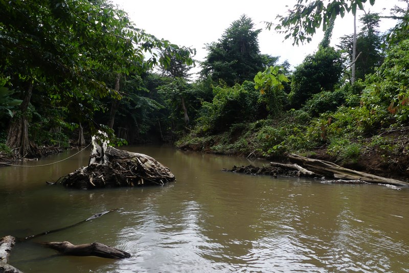 Indian River in Dominica