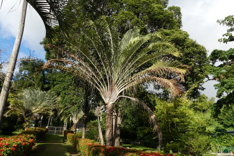 St. Vincent Botanical Garden