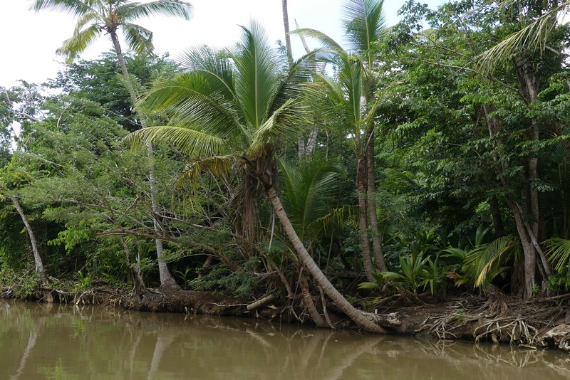 Jungle Dominica
