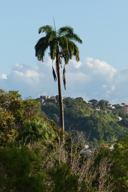 Kingstown St. Vincent Botanical Garden