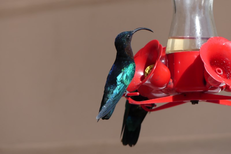 Colibri