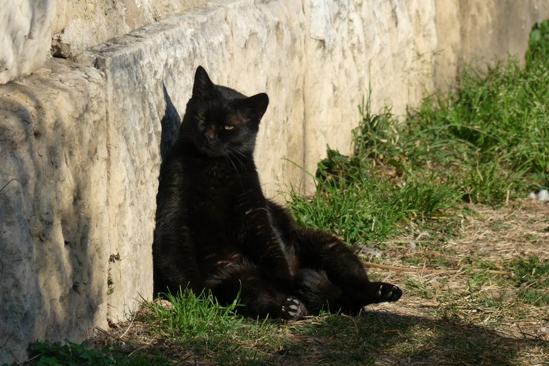 Pisica neagra