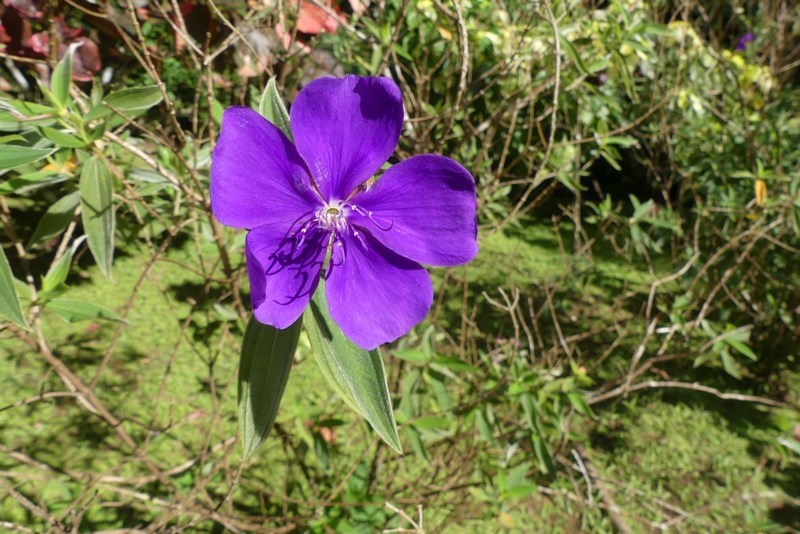 Floare Martinique