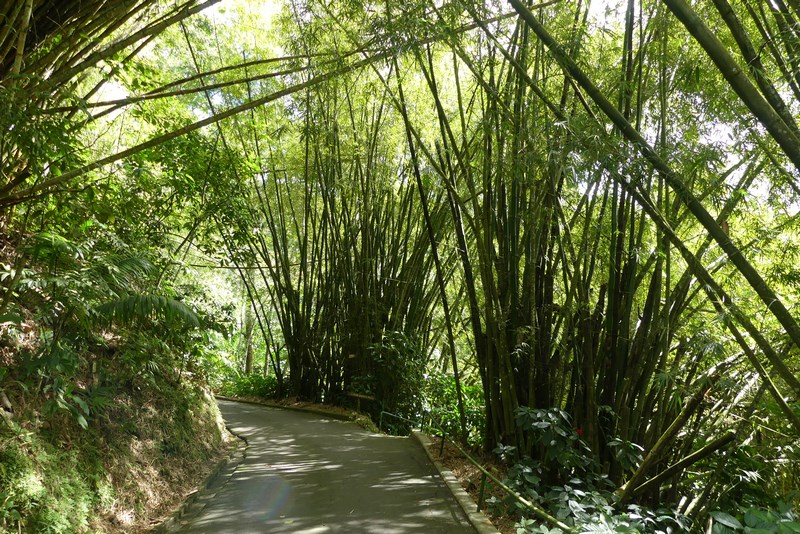 Padure bambus