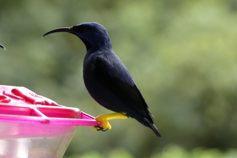 Colibri