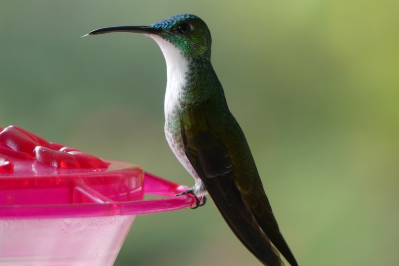 Colibri Trinidad