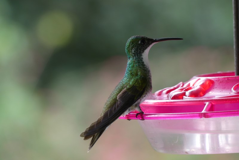 Colibri ASA Wright