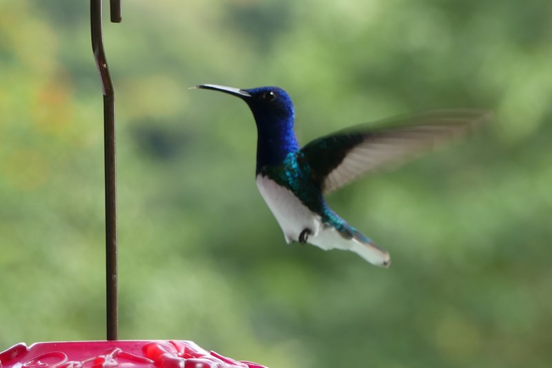 Colibri in zbor