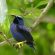 Trinidad Tobago
