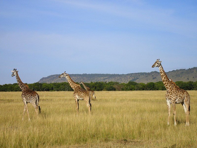 Masai Mara
