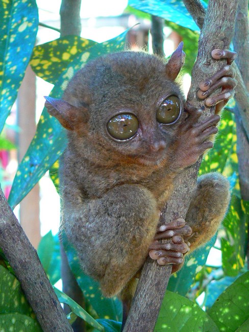 Tarsier