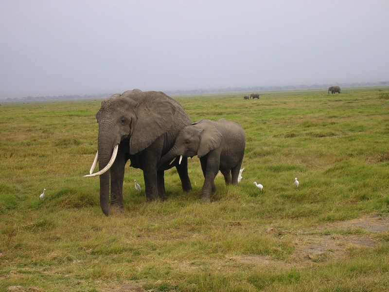 Elefant cu pui