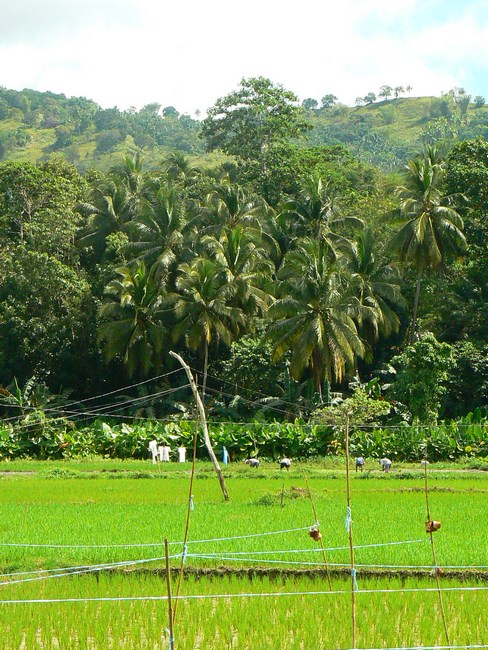 Orezarie Bohol