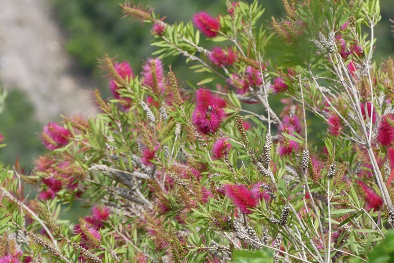 Flori Creta