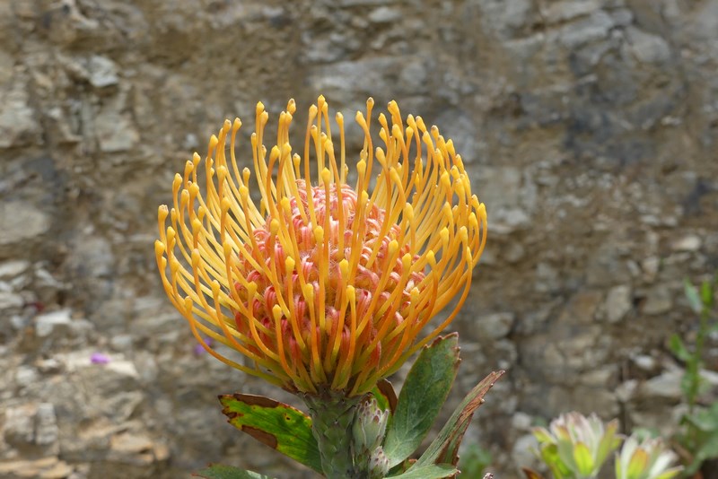 Floare Creta
