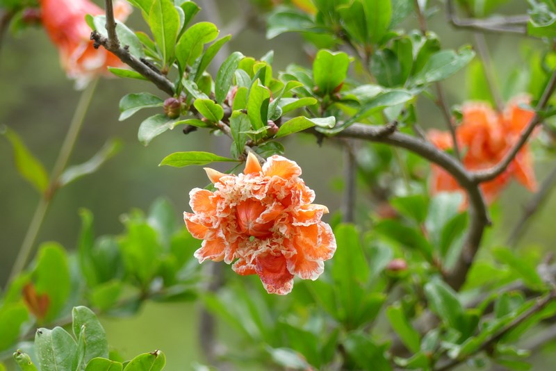 Flori Gradina Botanica