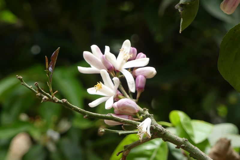 Floare