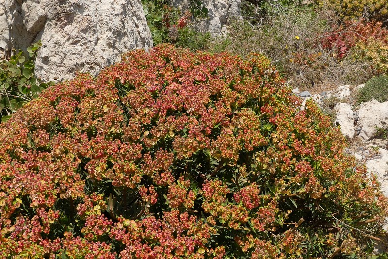 Flori Gramvousa