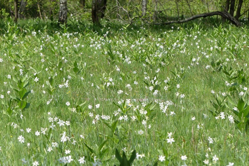 Poiana Narciselor