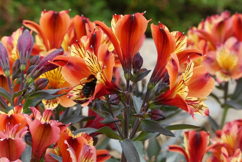 Flori gradina botanica Creta