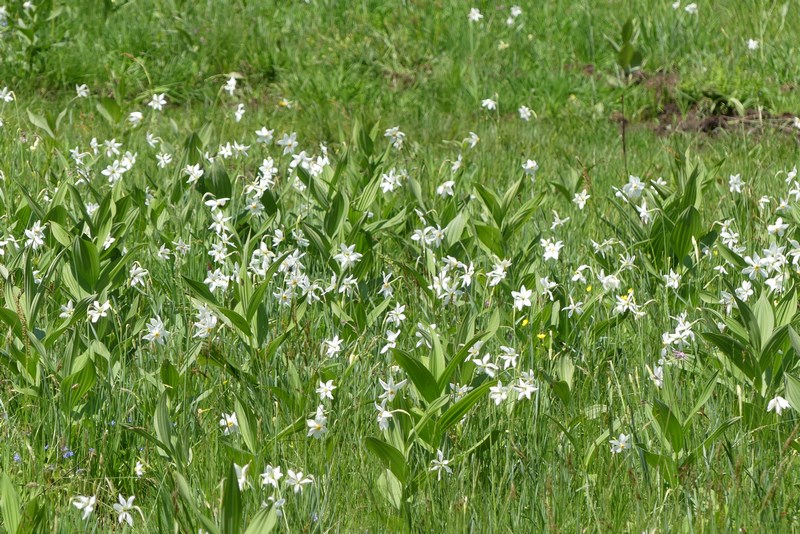 Poiana Narciselor Fagaras